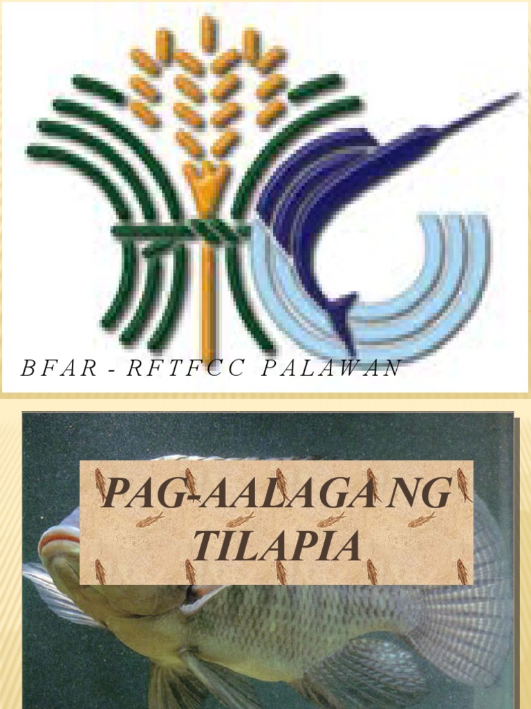 5. PagAalaga Ng Tilapia