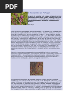 O Rosmaninho Em Portugal