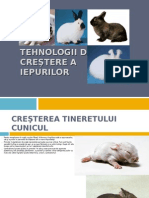Download Prod Carne Iepuri by Geanina Alis SN31734188 doc pdf