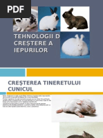 Download Prod Carne Iepuri by Geanina Alis SN31734188 doc pdf