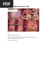 Download Fetal Development Week by Week PDF by ramesh SN317357745 doc pdf