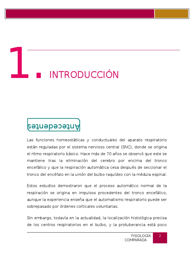 Regulación del Ritmo Respiratorio | PDF | Sistema respiratorio | Neurona