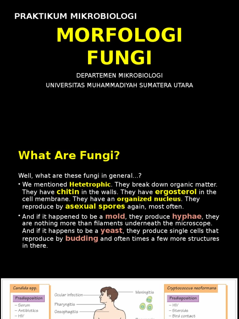 Microbiology - Fungi | Download Free PDF | Yeast | Fungus