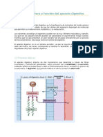 Estructura y Función Del Aparato Digestivo