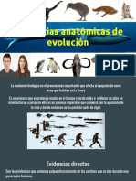 Evidencias Anatómicas de Evolución