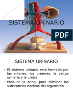 Sistema Urinario