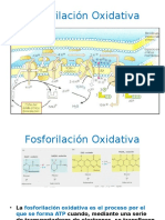 fosforilacinoxidativa