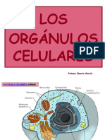Los Orgnulos Celulares