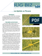 Pub 2546 Yellow Aphids on Pecan Slow Res