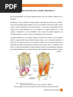 Angulo de Treitz | PDF | Músculo | Sistema digestivo