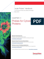 CH 11 Cytoskeletal Protein Probes
