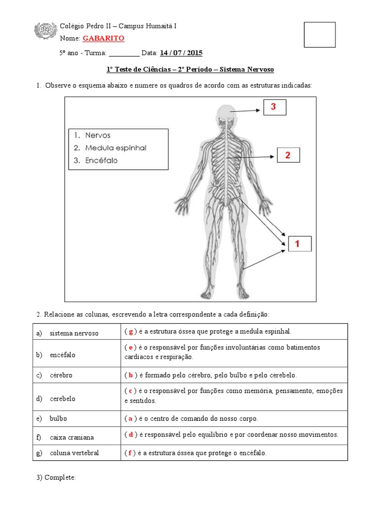 Exercícios sobre o sistema nervoso 1.doc | Sistema nervoso | Sistema ...
