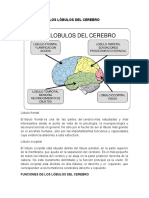 Los Lóbulos Del Cerebro