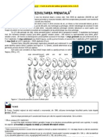 Dezvoltarea Prenatala