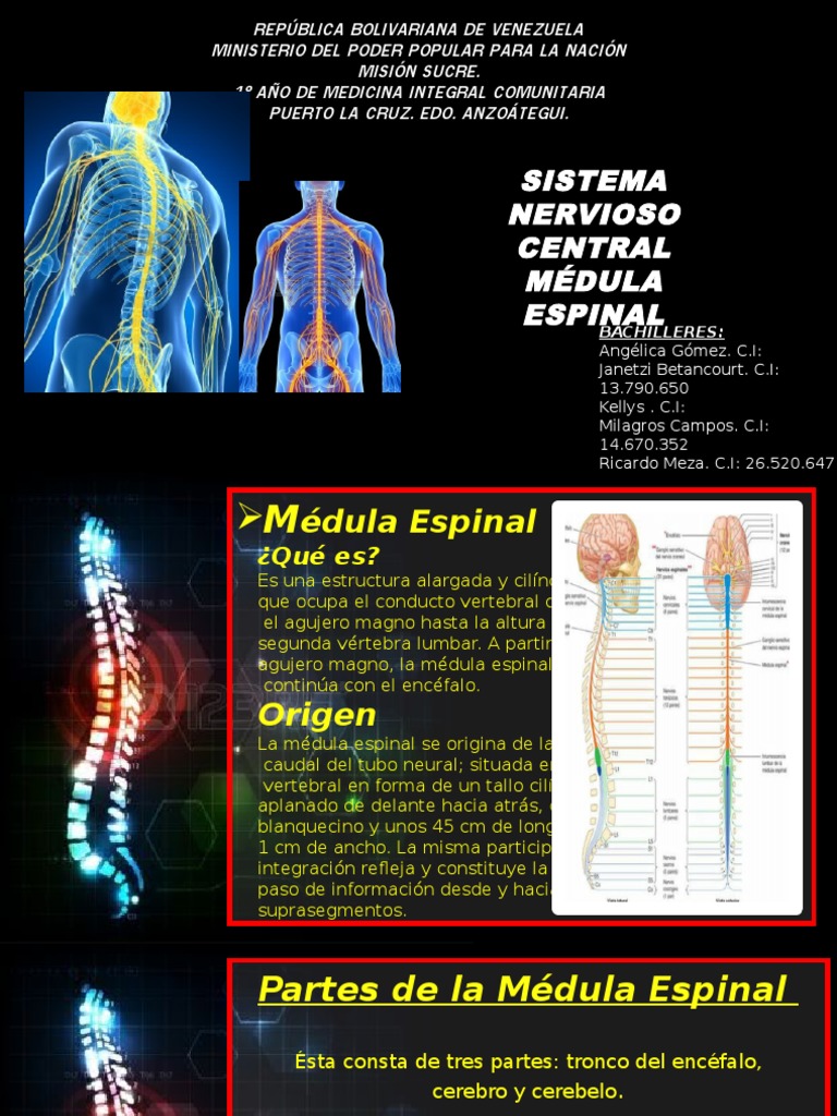 MÉDULA ESPINAL Y SUS COMPONENTES