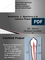 Anatomia y Apertura