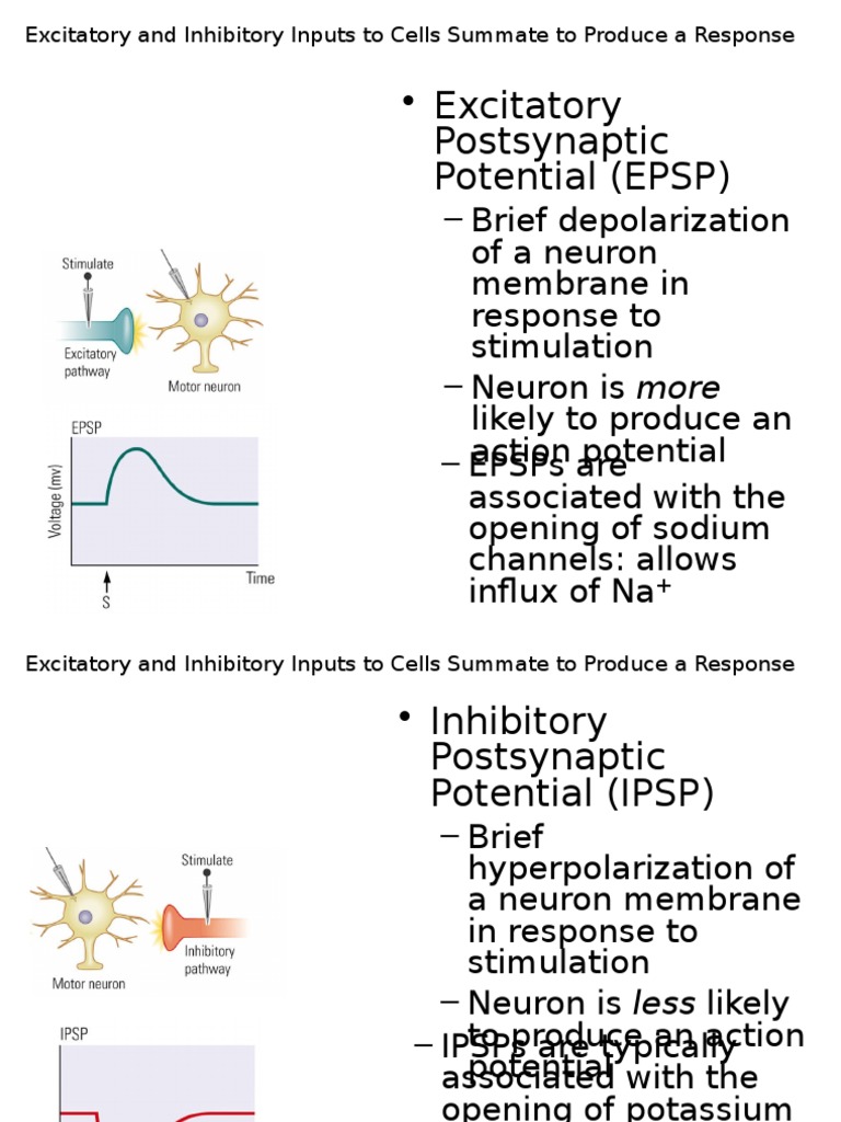 EPSP and IPSP: Key Differences Explained | PDF | Excitatory ...