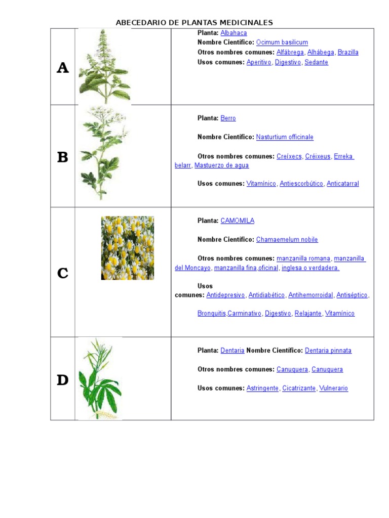 Abecedario de Plantas Medicinales | PDF | Etnobotánica | Botánica