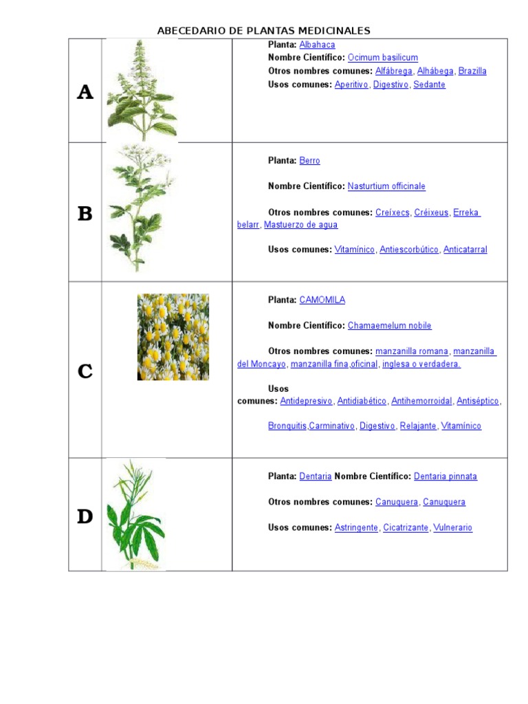 Abecedario de Plantas Medicinales PDF Etnobotánica Botánica