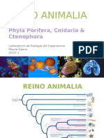 Porifera, cnidaria y Ctenophora