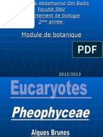 Pheophyceae Pheophyceae
