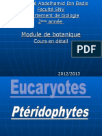 pteridophytes pteridophytes