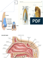 Fisiologi Hidung