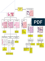 Bacteria Classification Flowchart