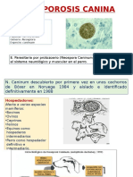 Neosporosis Canina Presentacion