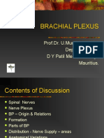 Brachial Plexus