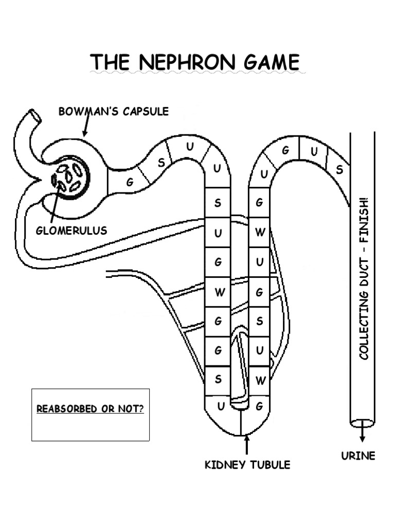 Nephron Game Questions and Instructions Kidney Organ (Anatomy)
