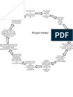 Life Cycle of Filarial Worms Brugia Malayi, Loa Loa and Onchocerca Volvulus