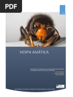 Vespa Asiática (melhorado)