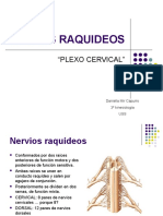 66759688-NERVIOS-RAQUIDEOS