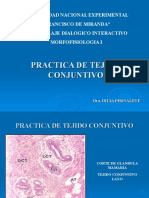 Practica de Tejido Conjuntivo