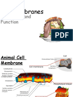 Structure and Function: Cell Membranes