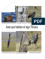 Avez Del Titicaca