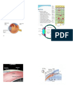 Anatomia Del Ojo