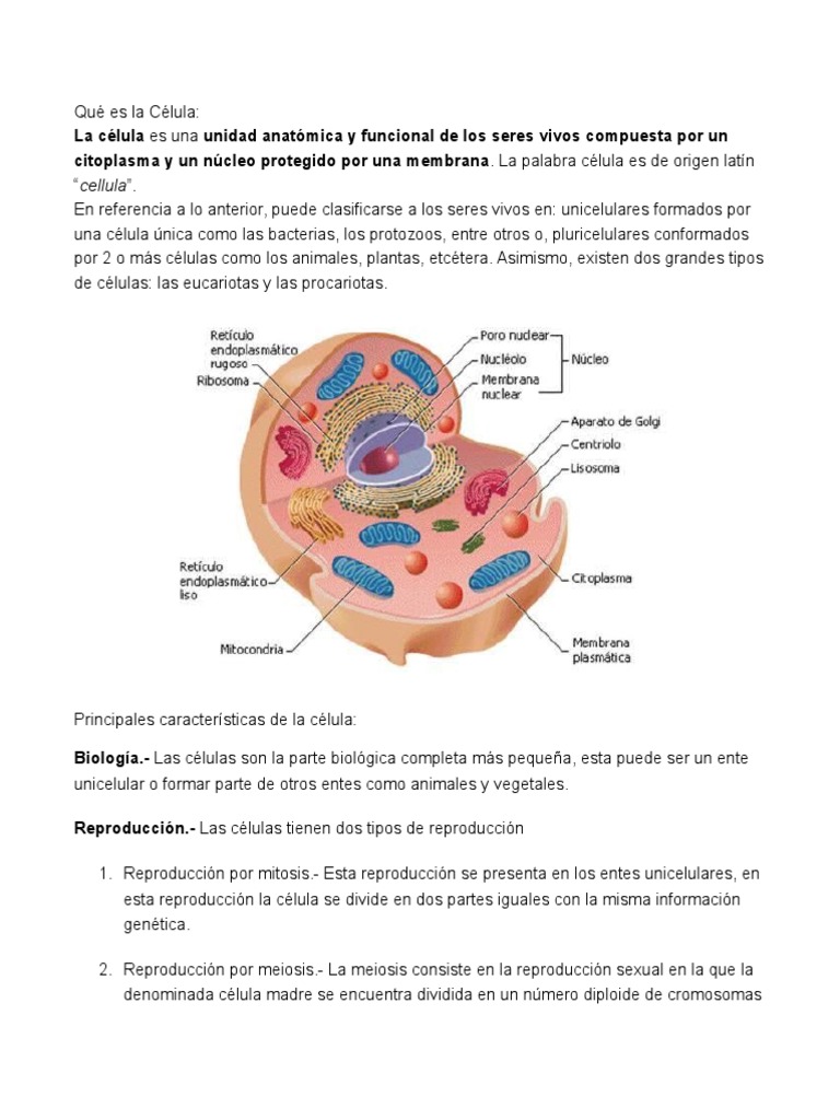 Qué Es La Célula | Biología Celular) | Organismos | Prueba gratuita de ...