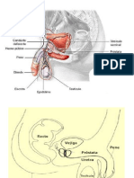 LeucemiaN_16