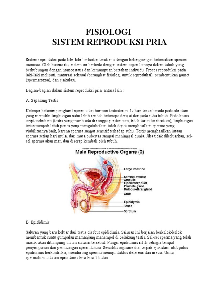 Pematangan Sperma Berlaku Di