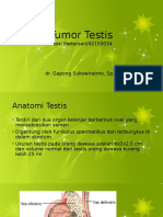 ORKITIS TESTIS