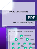 foliculogenesis porcina