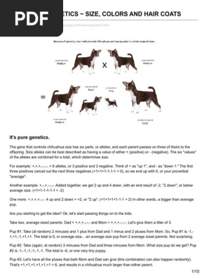 Chihuahua Puppies Net Chihuahua Genetics Size Colors And Hair