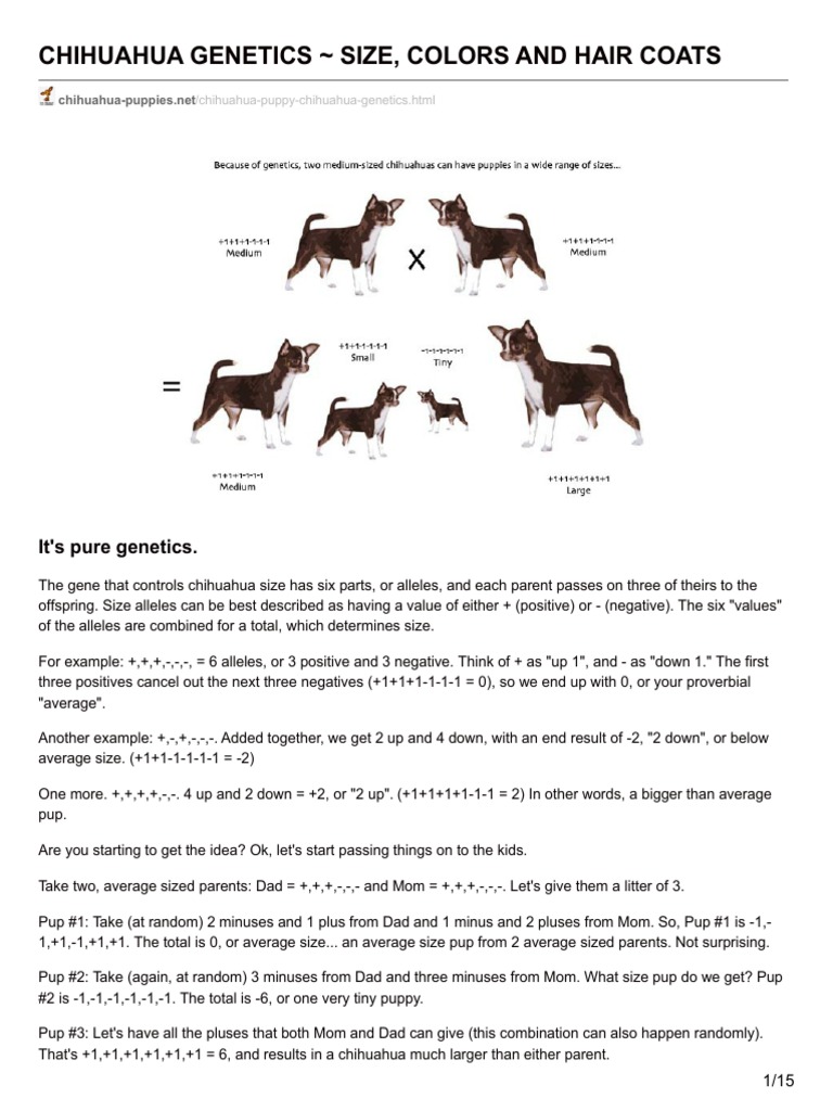 Chihuahua Puppies Net Chihuahua Genetics Size Colors And Hair Coats 2
