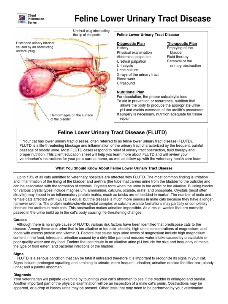 Curated visual reference: Visual Reference: Feline Urologic Syndrome En Pdf Urine