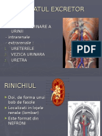 anatomie APARATUL EXCRETOR