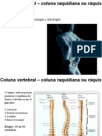 Osteologia Esqueleto Axial - V1