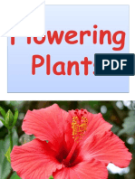 Year 2 Unit 8 Flowering vs Non-flowering