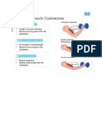 The Different Types of Muscular Contraction